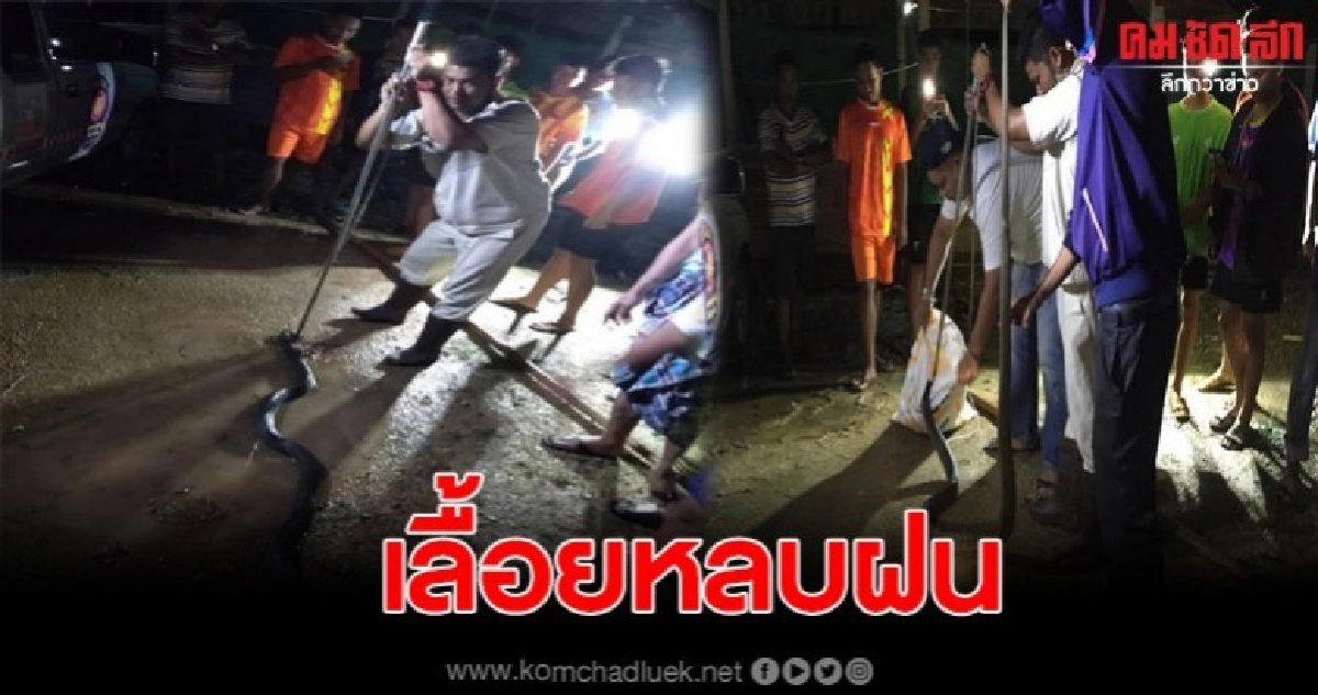 จับระทึก จงอางหนีน้ำท่วมบุกบ้านหนุ่มใหญ่ กู้ภัยเร่งจับ