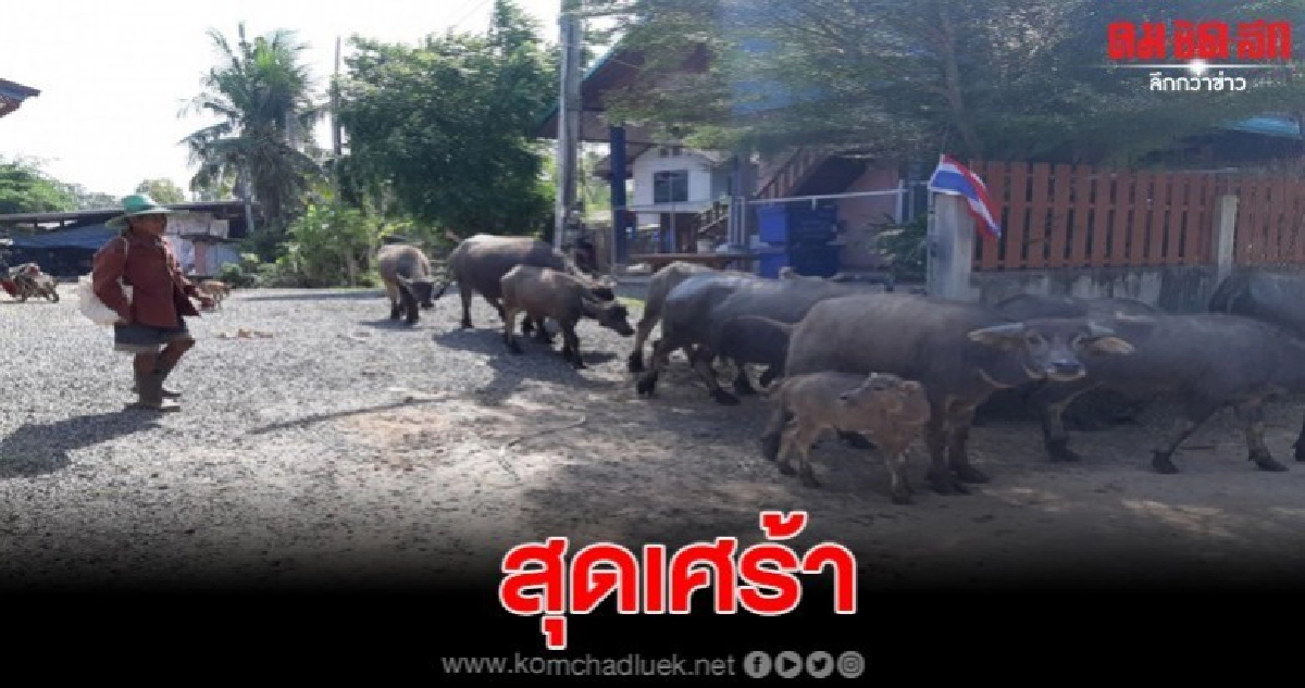 ชาวบ้านสุดเศร้า ควายที่เลี้ยงไว้ เสียชีวิตไม่ทราบสาเหตุ ชาวบ้านสุดเศร้า ควายที่เลี้ยงไว้ เสียชีวิตไม่ทราบสาเหตุ