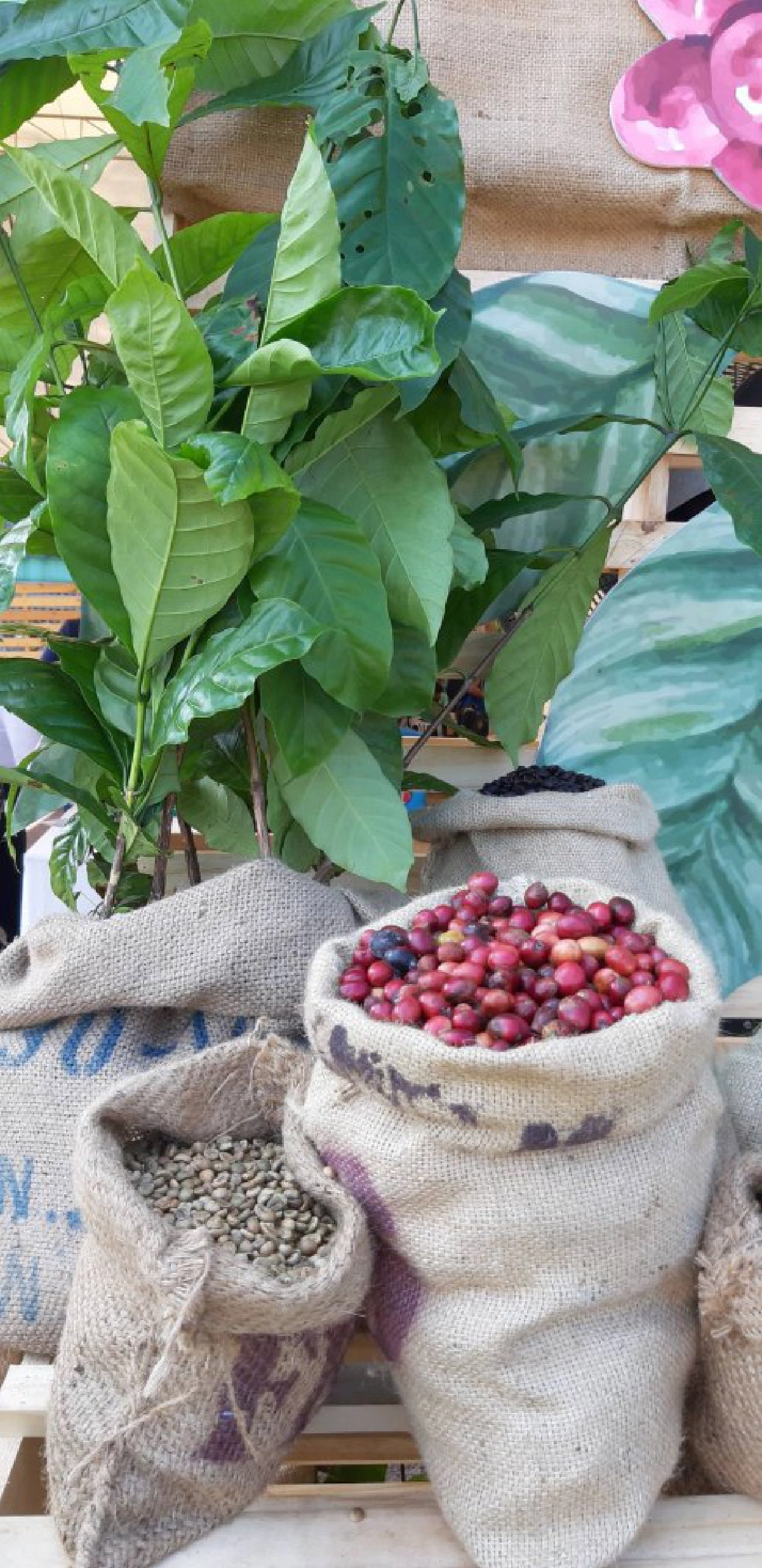 นศ.วิทยาลัยเกษตรฯชุมพร พลิกโฉมอาชีพเกษตรให้กลายเป็นธุรกิจ