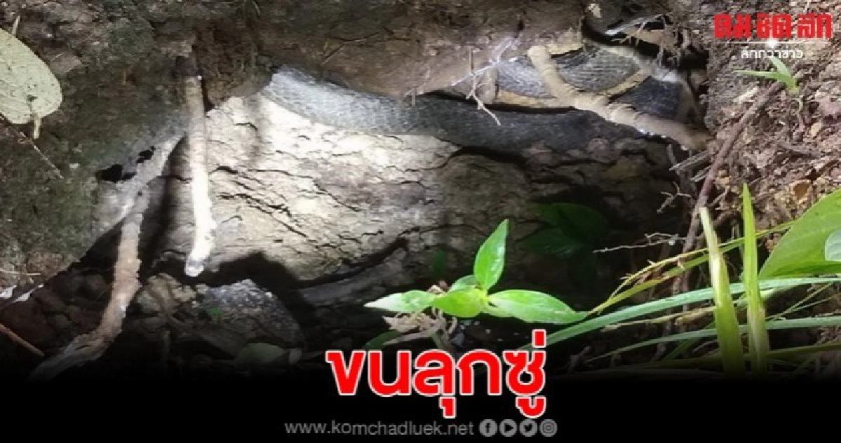 ชาวสวนยางเจอจงอางเขมือบหนูซุกโพรงดินในสวนยาง โร่แจ้งกู้ภัย