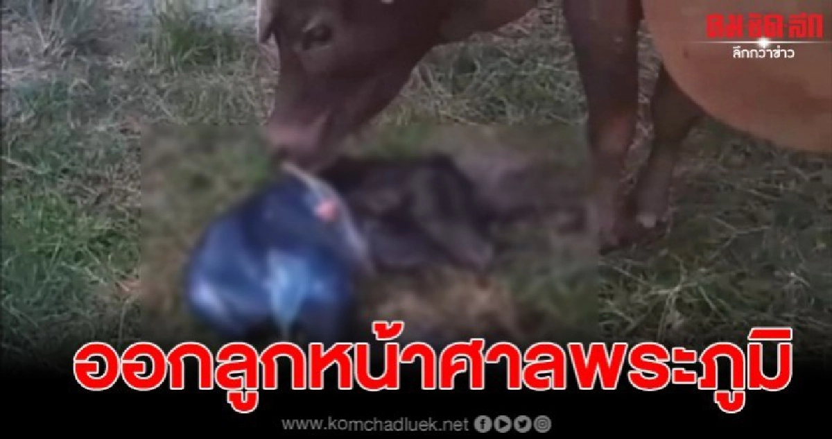 ระทึก แม่วัวตกลูกหน้าศาลพระภูมิ คอหวยแห่ตีเลข