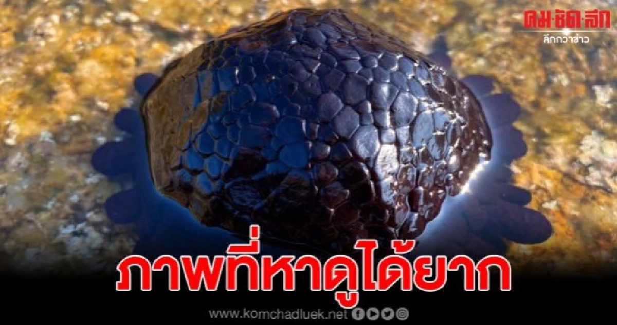 ครั้งแรกของสิมิลันกับพบ หอยเม่นหมวกกันน็อค สัตว์ทะเลหายาก