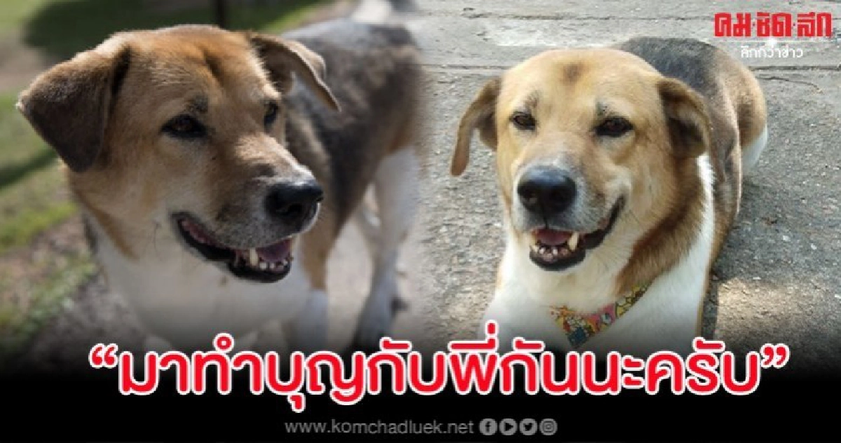 เซเลปขาสั้น มช.รับพรีออเดอร์ปฏิทินรายได้นำไปทำบุญช่วยน้องหมา