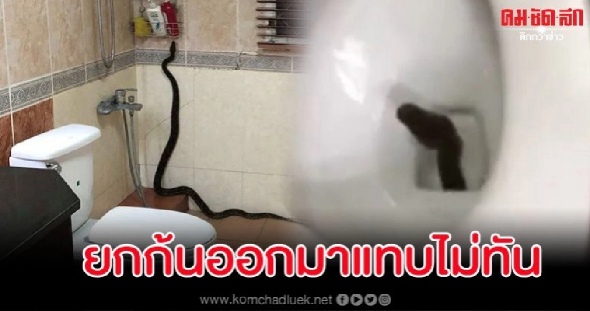 เจ้าของบ้านผวา งูเลื้อยโผล่จากชักโครก ยกก้นแทบไม่ทัน เจ้าของบ้านผวา งูเลื้อยโผล่จากชักโครก ยกก้นแทบไม่ทัน