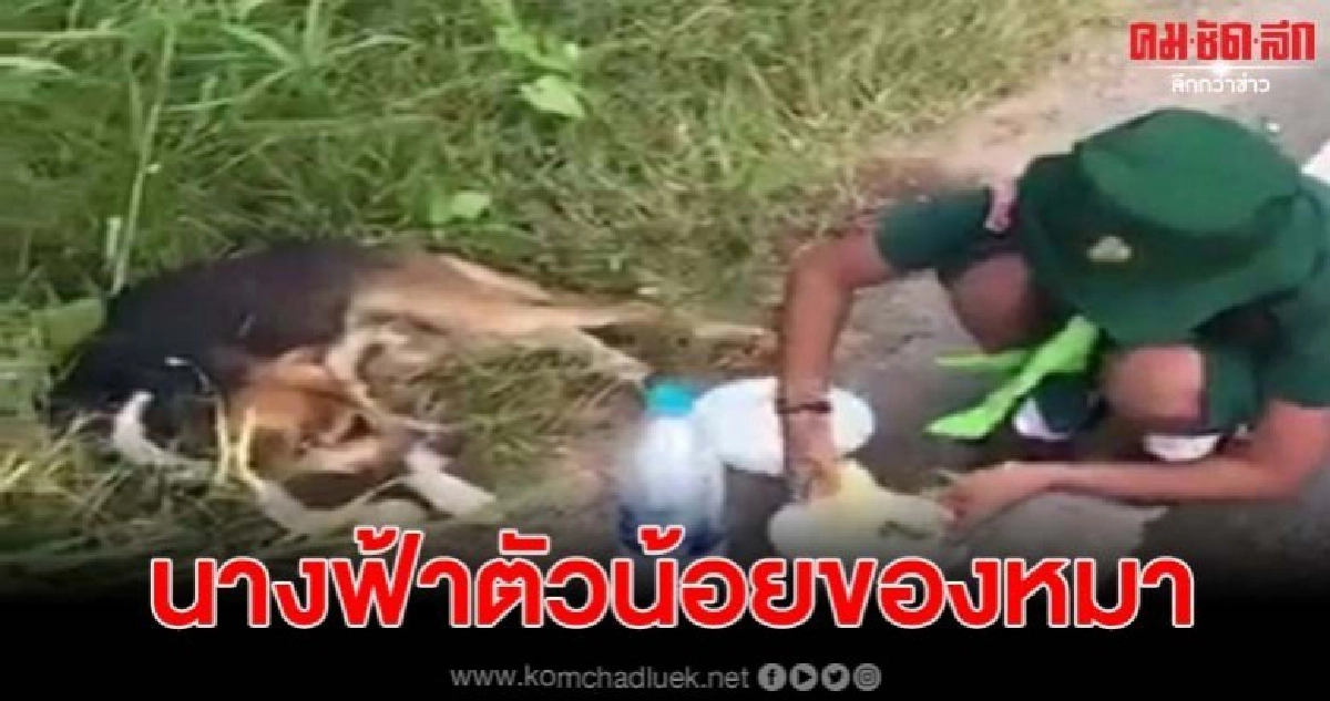 นางฟ้าตัวน้อยไป-กลับโรงเรียนแวะให้ข้าว น้องหมาพิการประจำ นางฟ้าตัวน้อยไป-กลับโรงเรียนแวะให้ข้าว น้องหมาพิการประจำ