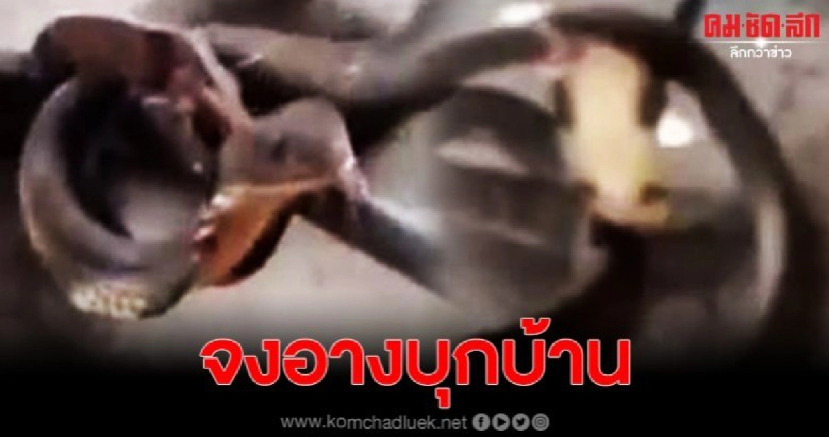 เจ้าของบ้านผวา พบงูกำลังเลื้อยเข้าบ้าน หวั่นคมเขี้ยวอสรพิษ