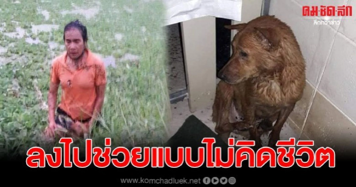 สาวใจเด็ด กระโดดลงน้ำช่วยชีวิตหมาตาบอด