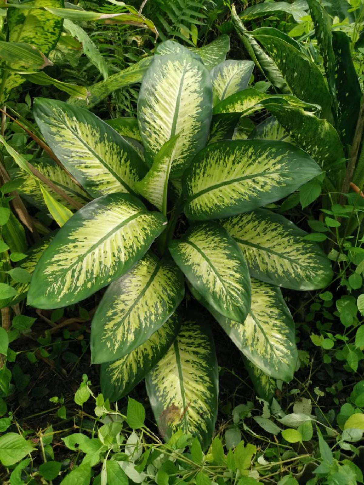 "ดิฟเฟนบาเกีย"สวยสังหาร!