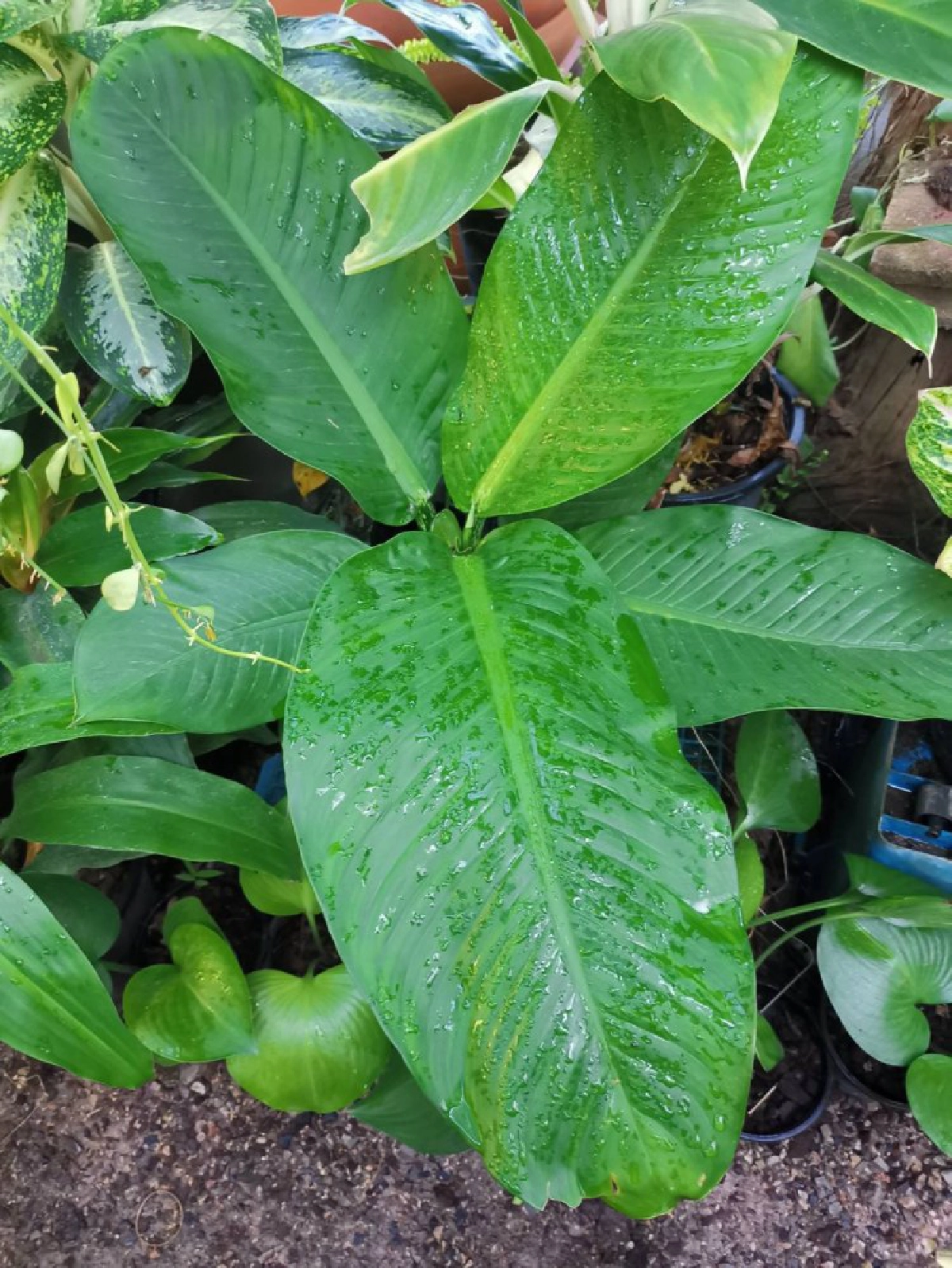 "ดิฟเฟนบาเกีย"สวยสังหาร!