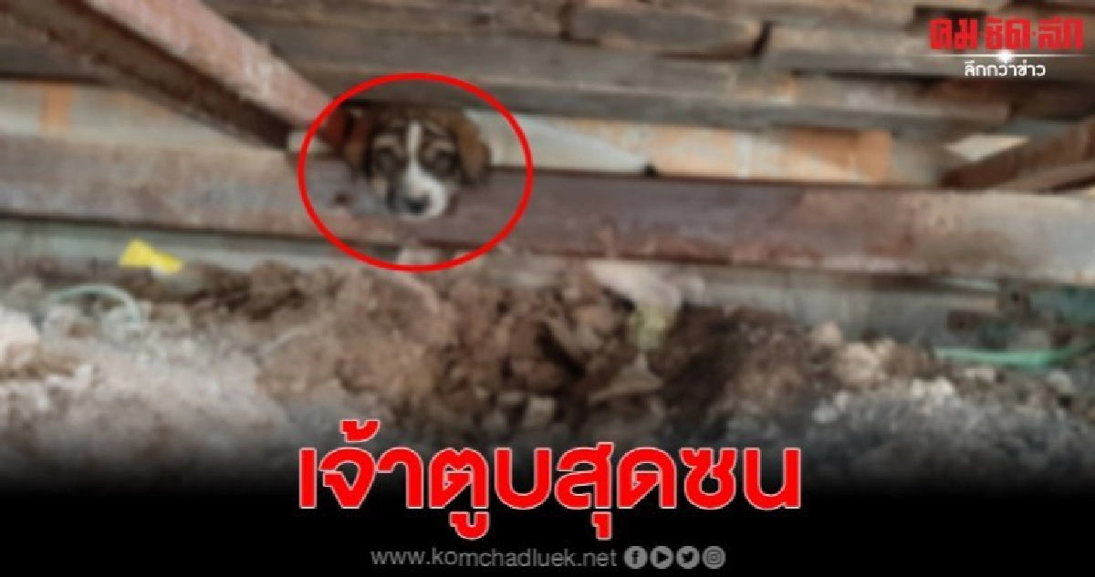 กู้ภัยโร่ช่วยเหลือ ลูกสุนัขหัวติดซอก