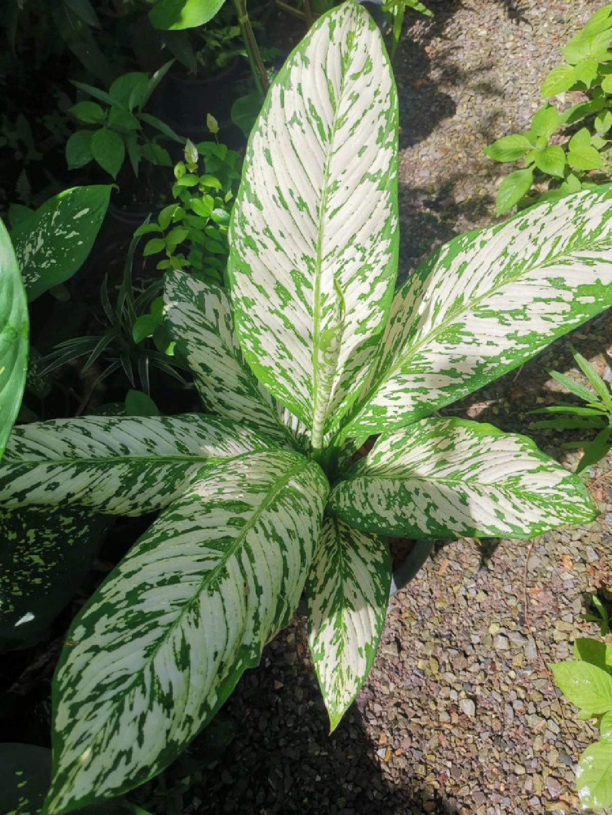 "ดิฟเฟนบาเกีย"สวยสังหาร!