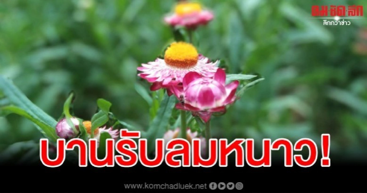 ห้ามพลาด ทุ่งดอกกระดาษภูหินร่องกล้า บานสะพรั่งพร้อมรับนทท. ห้ามพลาด ทุ่งดอกกระดาษภูหินร่องกล้า บานสะพรั่งพร้อมรับนทท.