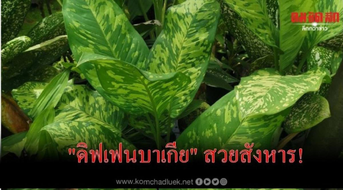 "ดิฟเฟนบาเกีย"สวยสังหาร!