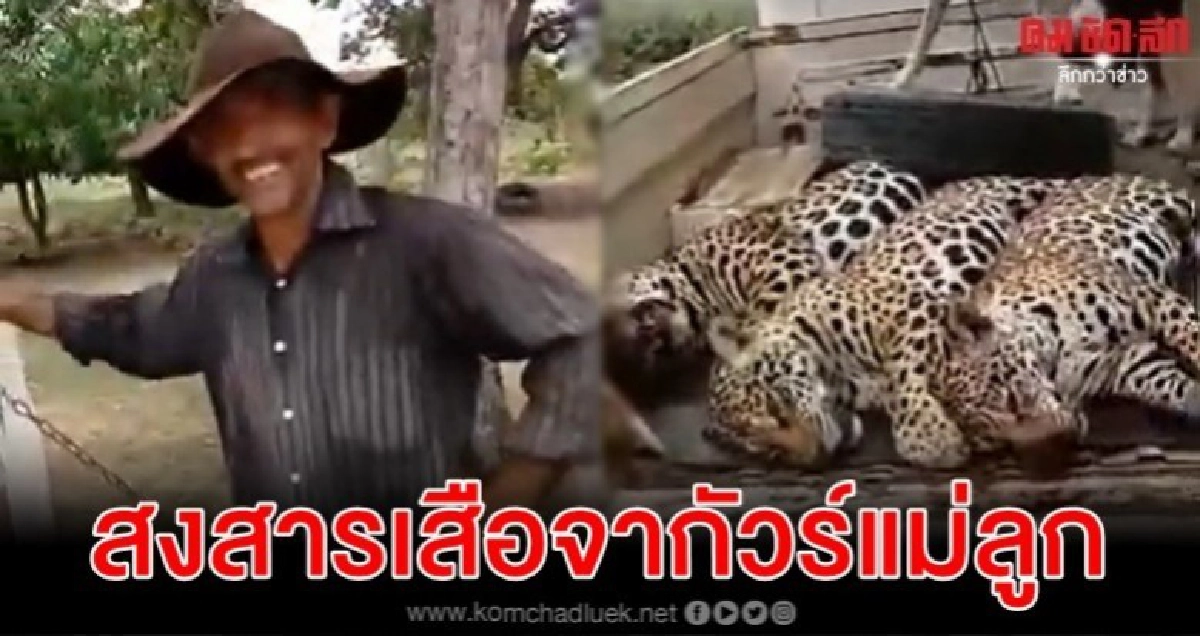 เร่งล่าชายในคลิปยืนยิ้มร่ากับแม่เสือจากัวร์-ลูก 2 ตัวหลังรถ เร่งล่าชายในคลิปยืนยิ้มร่ากับแม่เสือจากัวร์-ลูก 2 ตัวหลังรถ