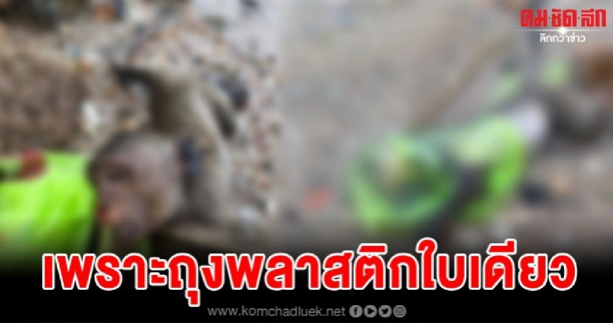  สุดสะเทือนใจ เมื่อลิงต้องตายอย่างน่าสลดเพราะมนุษย์ 