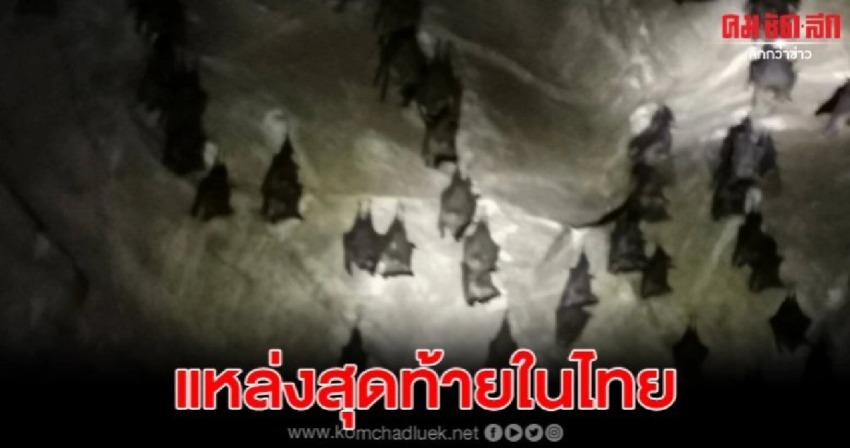 พบค้างคาวหน้ายักษ์ในถ้ำแรด ซึ่งแหล่งสุดท้ายในไทย
