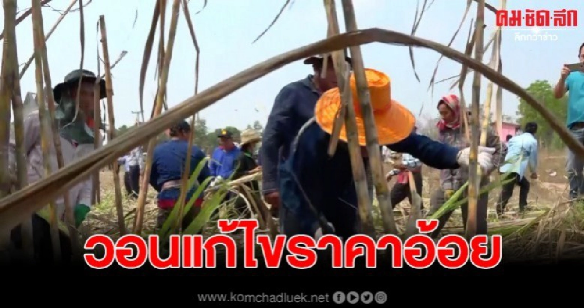 ชาวไร่อ้อย วอนขอตันละ 800 หลัง สนอ. ปรับเหลือเพียง 720 บาท
