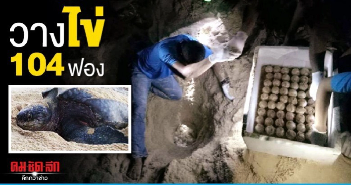 ทึ่ง ! เต่ามะเฟืองวางไข่หน้าหาดพังงาถึง 104 ฟอง   