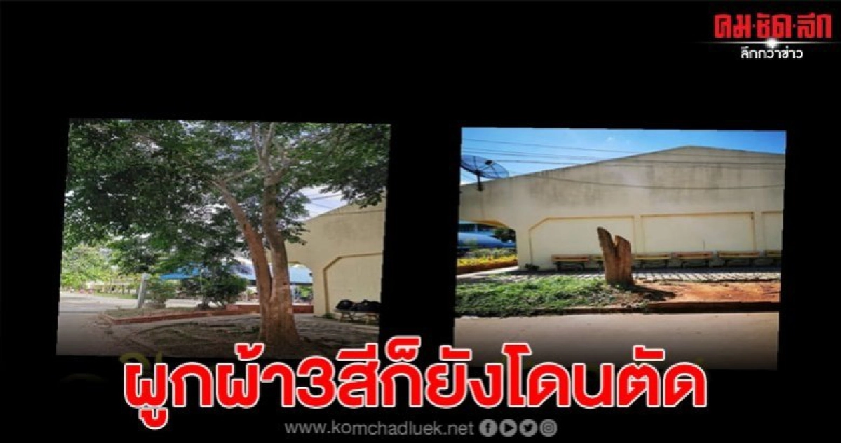 นร.ผูกผ้าสามสีบวชต้นไม้แต่ไม่รอด ถูกผู้บริหารสั่งตัดเหี้ยน