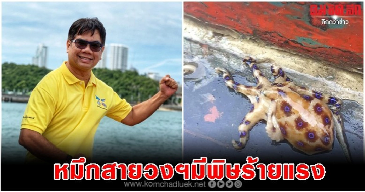 'ดร.ธรณ์'ชี้หมึกสายวงน้ำเงินมีพิษร้าย-ห้ามกิน