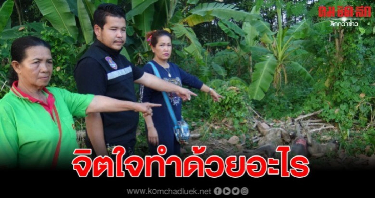 สาวใหญ่เศร้า กลับจากทำบุญ เจอสุนัขที่เลี้ยงไว้โดนวางยา 4 ตัว สาวใหญ่เศร้า กลับจากทำบุญ เจอสุนัขที่เลี้ยงไว้โดนวางยา 4 ตัว