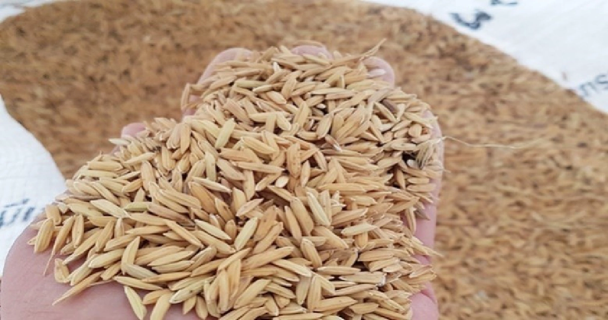 กรมการข้าวเร่งวิจัยพันธุ์ข้าวหอมหวังครองใจคนทั่วโลก กรมการข้าวเร่งวิจัยพันธุ์ข้าวหอมหวังครองใจคนทั่วโลก