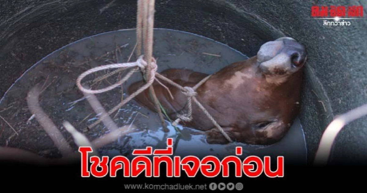 นาทีระทึกช่วยลูกวัววัย 5เดือนตกบ่อน้ำบาดาลกลางทุ่งนา