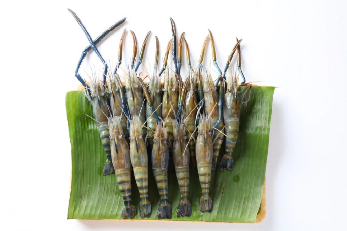 ส.ภัตตาคารไทยทำแคมเปญ "ทุบราคา-กุ้งปากบ่อถึงครัวบ้าน" 