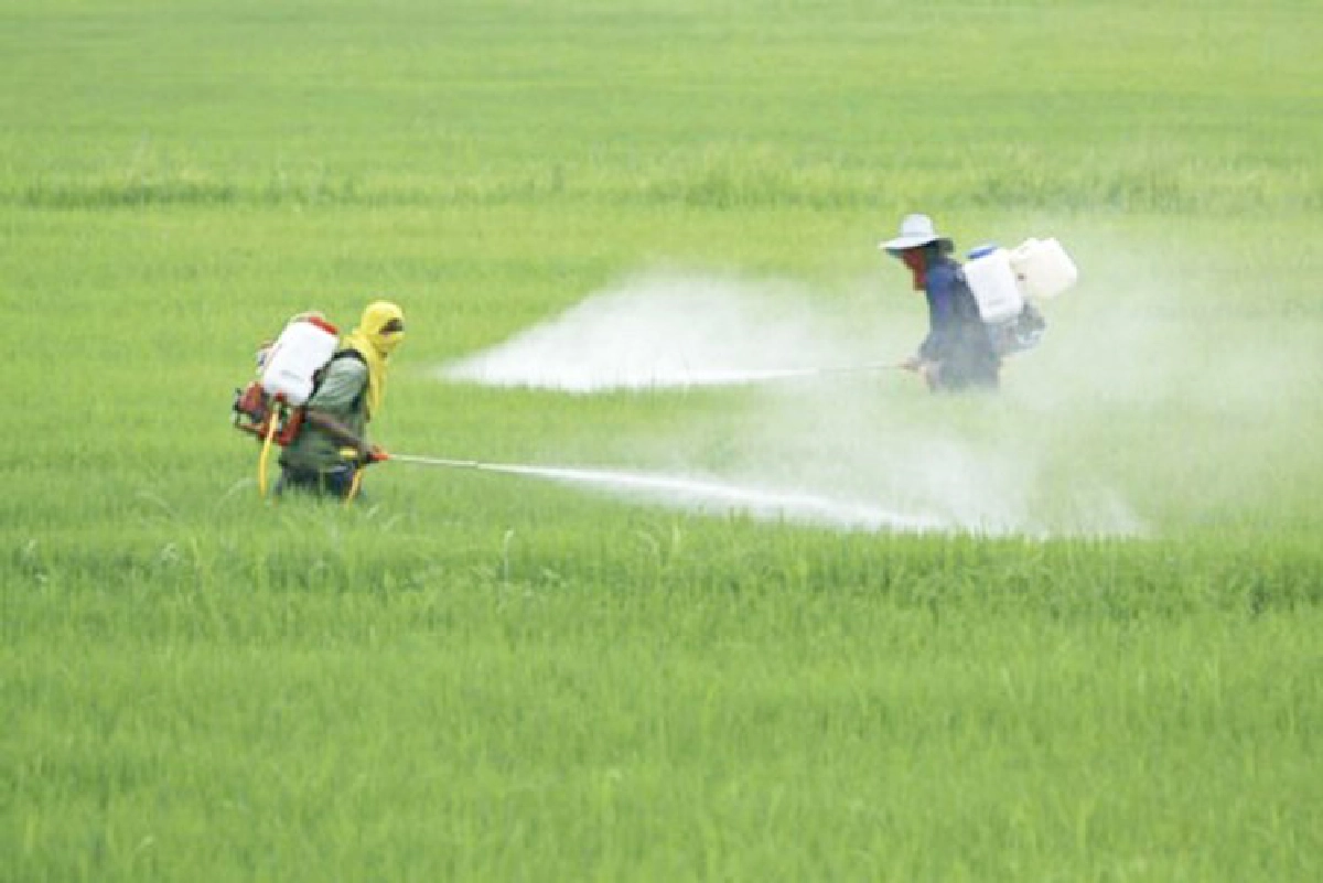 อวสาน3เคมีอันตราย เส้นตาย1ธ.ค.62ต้องสูญพันธุ์