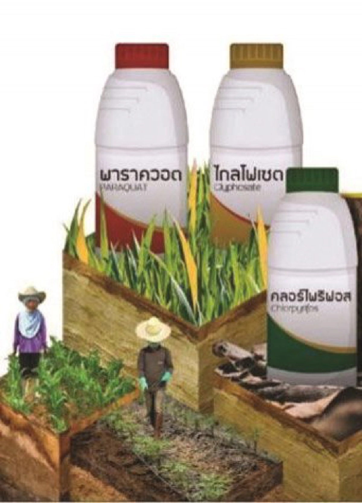 อวสาน3เคมีอันตราย เส้นตาย1ธ.ค.62ต้องสูญพันธุ์