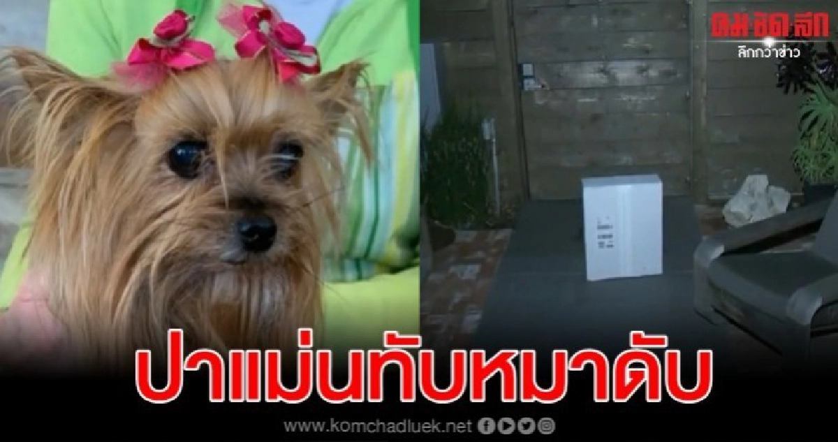 น้องหมาดับ พนักงานเฟดเอ็กซ์ปากล่องพัสดุข้ามรั้วทับ น้องหมาดับ พนักงานเฟดเอ็กซ์ปากล่องพัสดุข้ามรั้วทับ