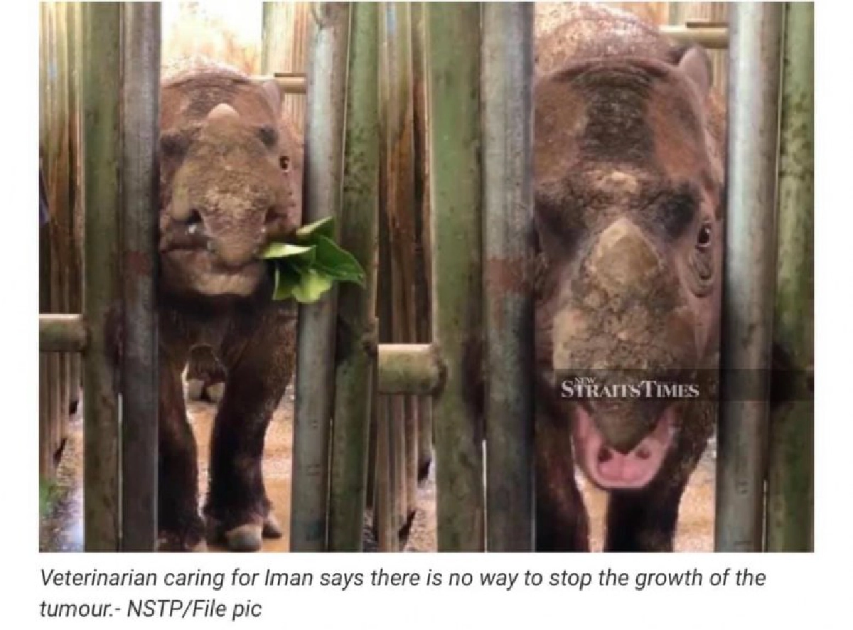 เศร้า แรดสุมาตราสูญพันธุ์แล้ว