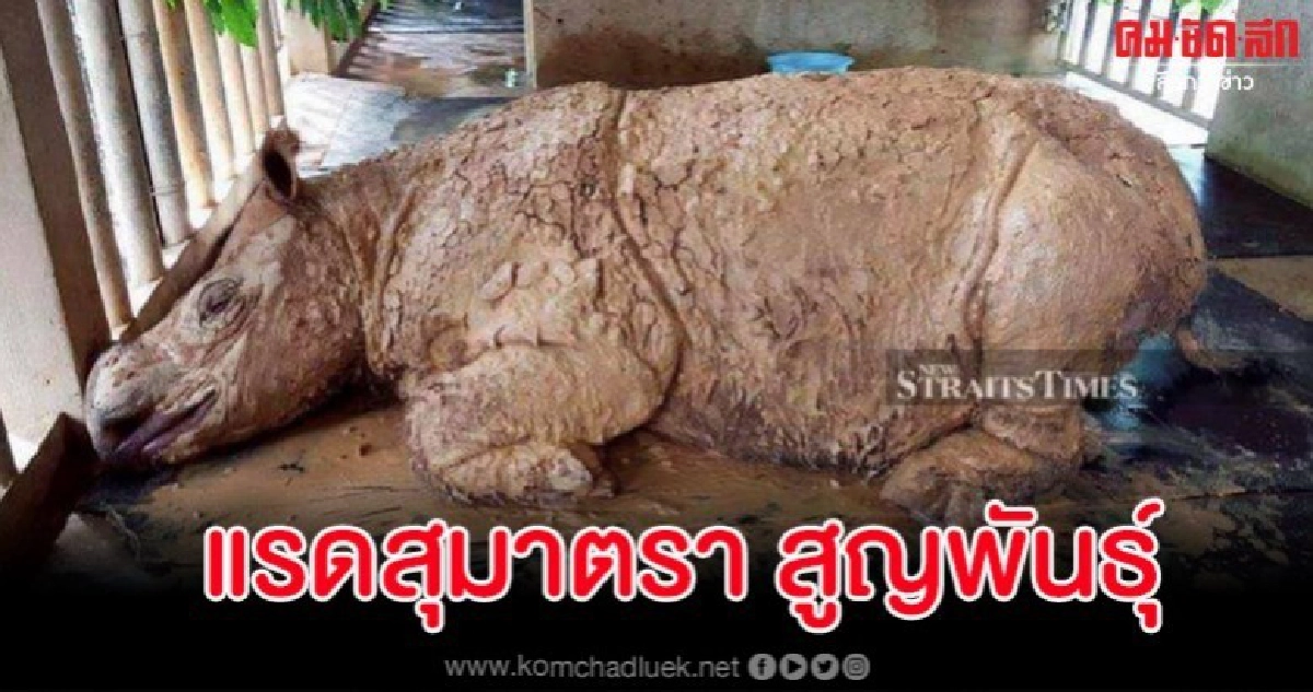 เศร้า แรดสุมาตราสูญพันธุ์แล้ว