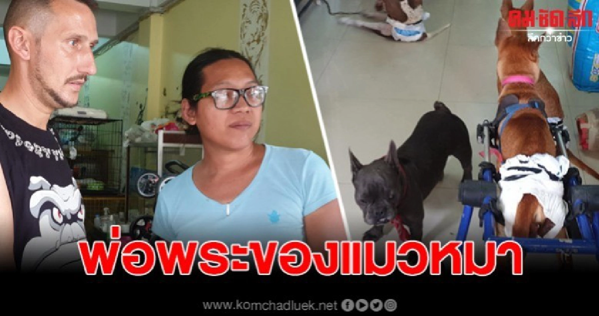 นทท.ชาวเยอรมัน ผู้ใจบุญ ดูแลรักษาหมาแมวถูกทิ้งและพิการ นทท.ชาวเยอรมัน ผู้ใจบุญ ดูแลรักษาหมาแมวถูกทิ้งและพิการ