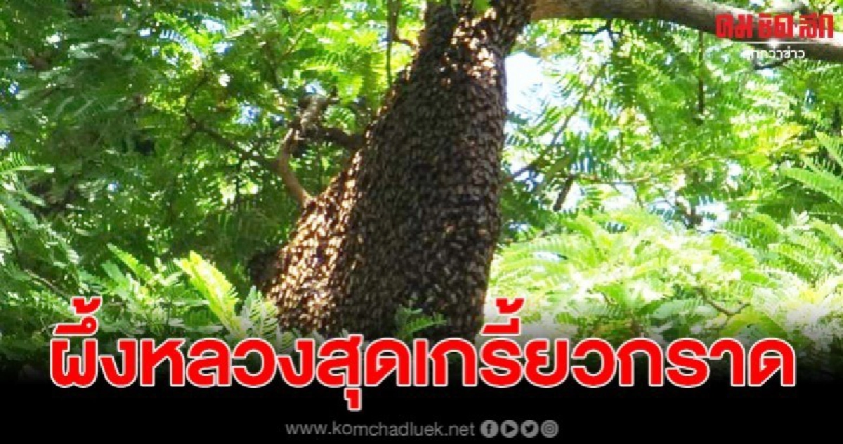 ชาวบ้าน 2 รายสุดช้ำ ถูกผึ้งหลวงไล่ต่อยไกลถึงเกือบ 200 เมตร