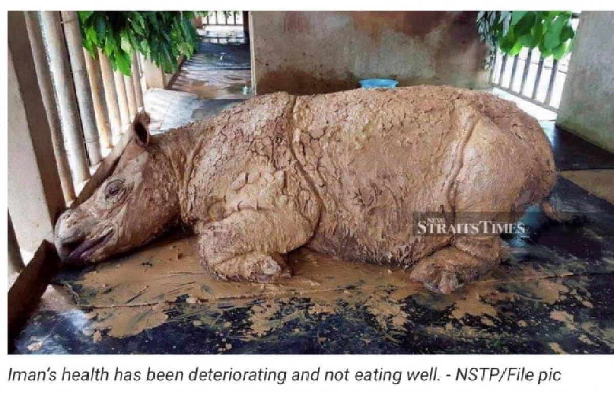 เศร้า แรดสุมาตราสูญพันธุ์แล้ว