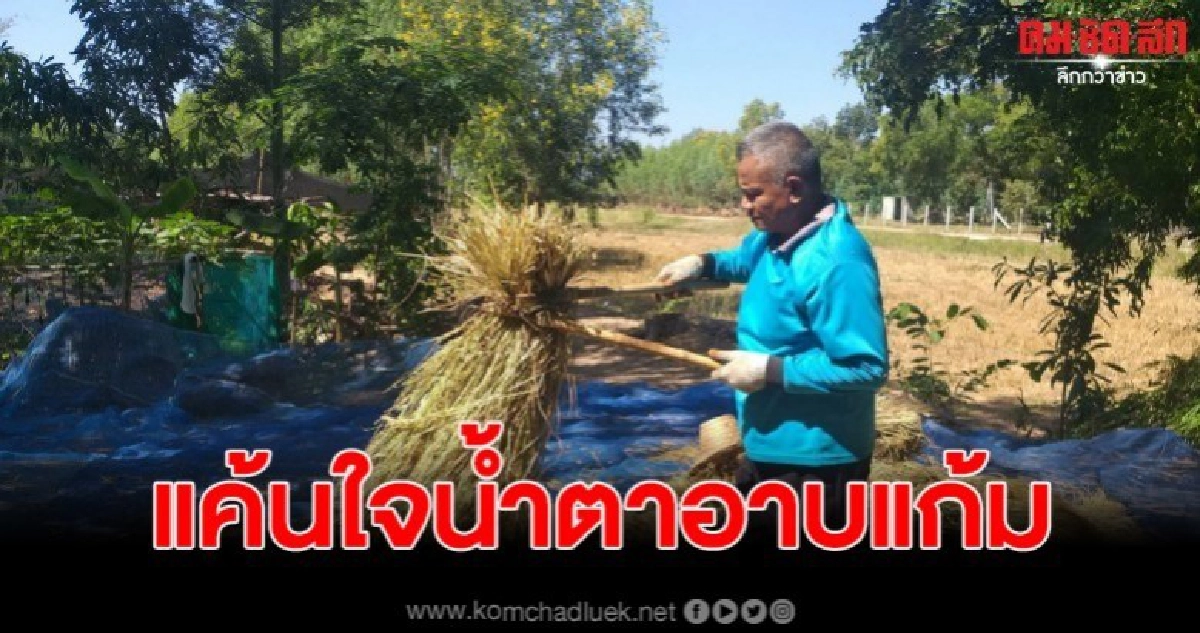 เจ้าของสุดช้ำใจ ถูกมือดีขโมยฟ่อนข้าวไปเกือบเกลี้ยง เจ้าของสุดช้ำใจ ถูกมือดีขโมยฟ่อนข้าวไปเกือบเกลี้ยง