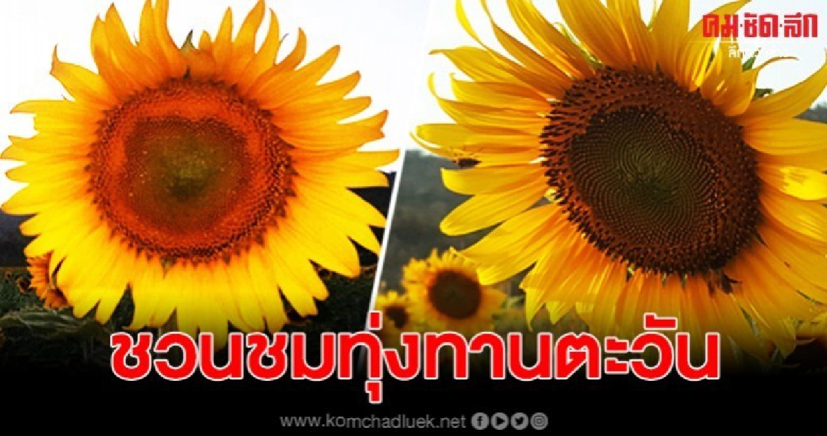 ชวนเที่ยว ทุ่งทานตะวัน หลังพบบานสะพรั่งเมืองโบราณอู่ทอง ชวนเที่ยว ทุ่งทานตะวัน หลังพบบานสะพรั่งเมืองโบราณอู่ทอง