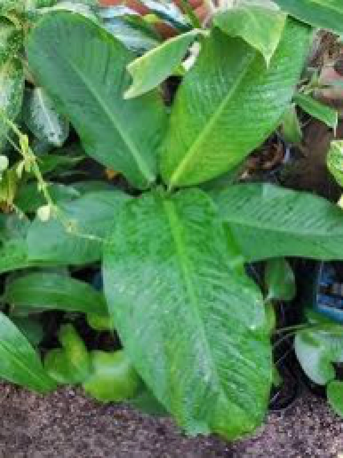 "ดิฟเฟนบาเกีย"ปลูกเลี้ยงง่าย!