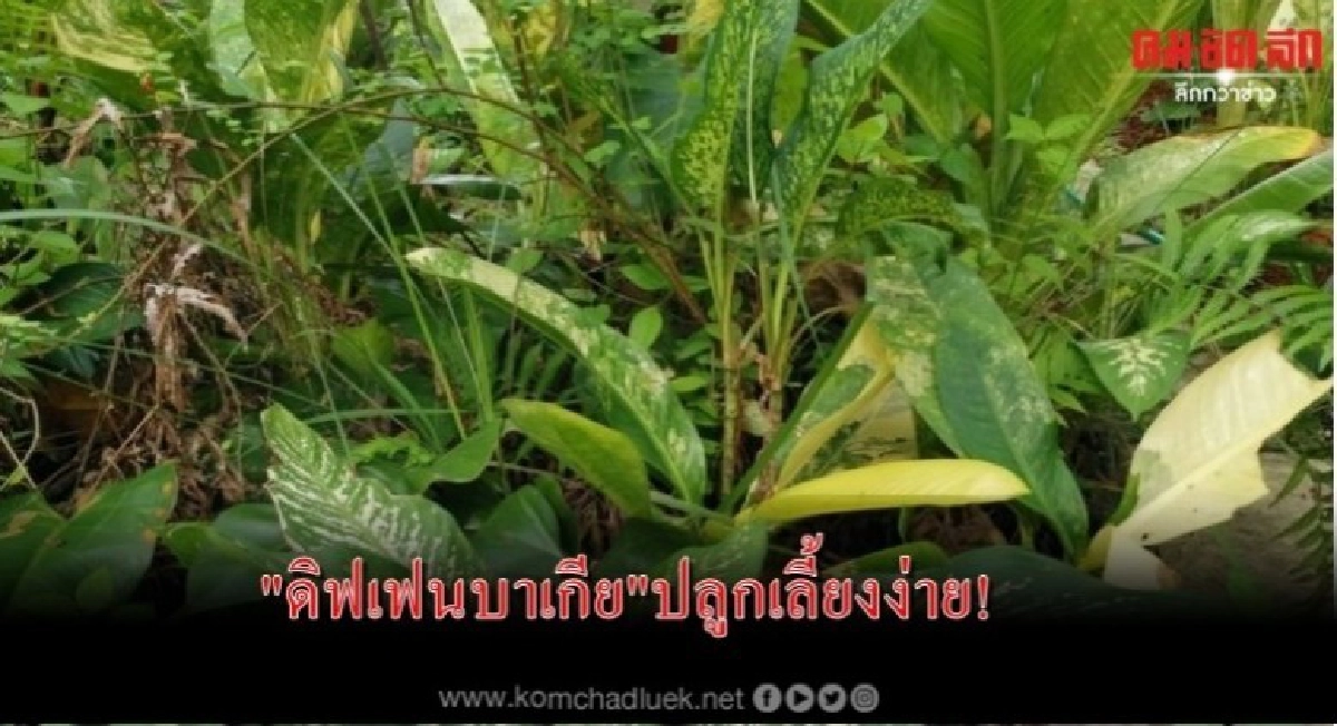 "ดิฟเฟนบาเกีย"ปลูกเลี้ยงง่าย!