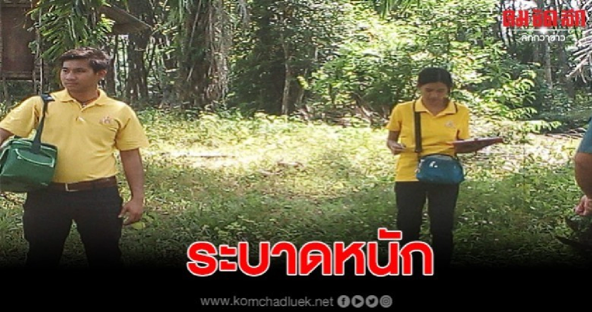 ผวาโรคปากเท้าเปื่อยระบาดหนักวัวตายยกตำบล ผวาโรคปากเท้าเปื่อยระบาดหนักวัวตายยกตำบล