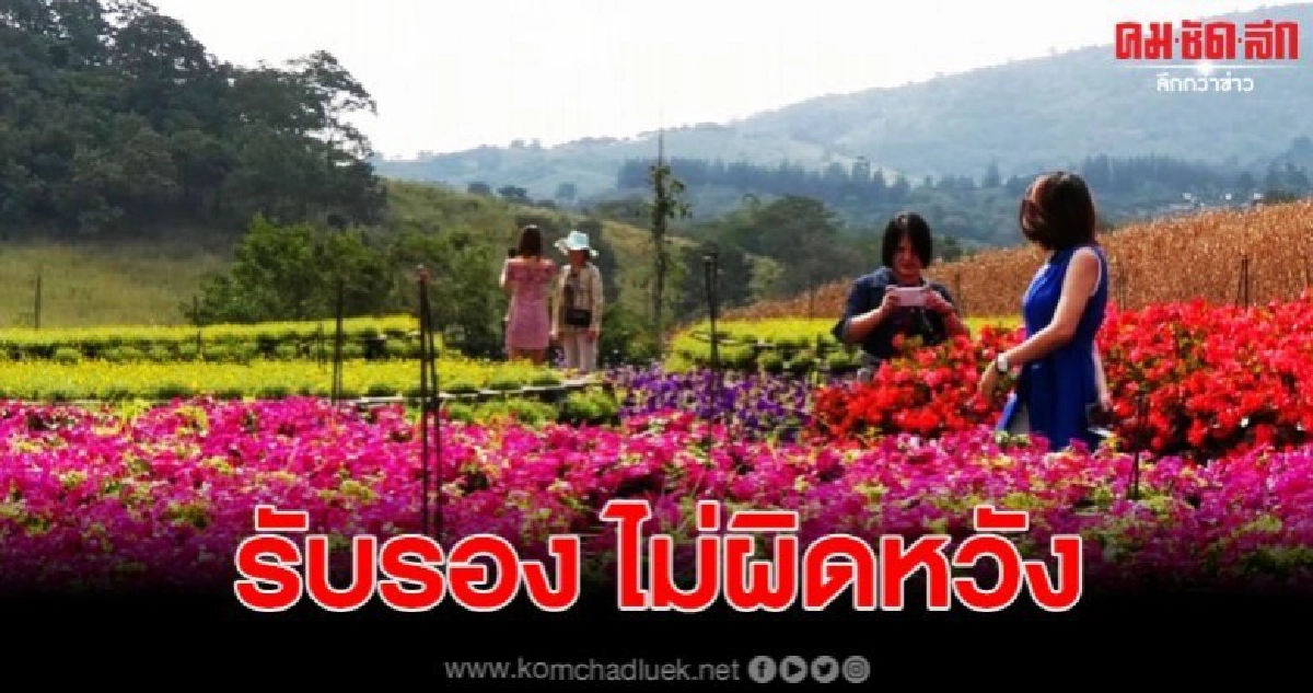 นทท. แห่ชมดอกไม้ฤดูหนาวกว่า 12 สายพันธุ์