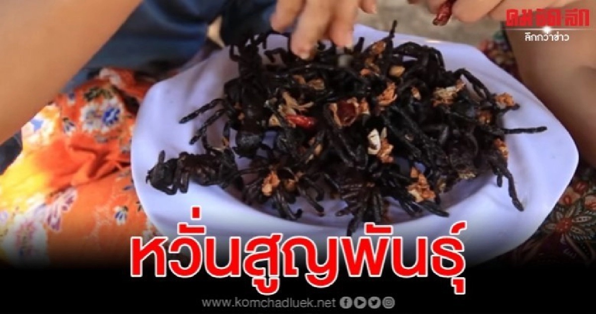 เปิบพิสดาร แมงมุมทารันทูลาในเขมร ใกล้สูญพันธุ์ เปิบพิสดาร แมงมุมทารันทูลาในเขมร ใกล้สูญพันธุ์