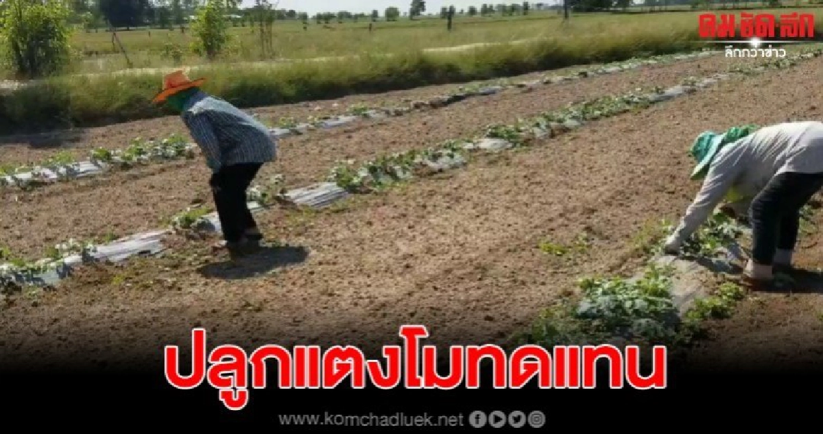 โคราชแล้งจัดปลูกข้าวไม่ได้ผลผลิต เกษตรกรหันมาปลูกแตงโมแทน โคราชแล้งจัดปลูกข้าวไม่ได้ผลผลิต เกษตรกรหันมาปลูกแตงโมแทน