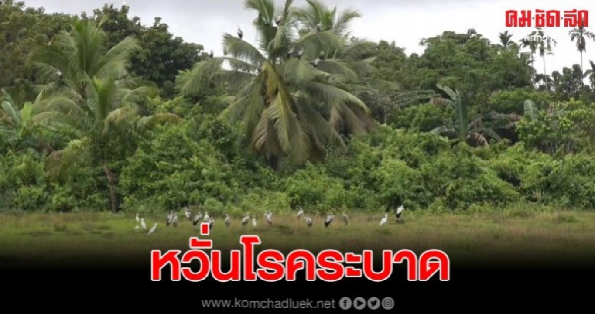 ฝูงนกปากห่างหนีหนาวจากไซบีเรีย กินสัตว์น้ำของชาวบ้านเกลี้ยง