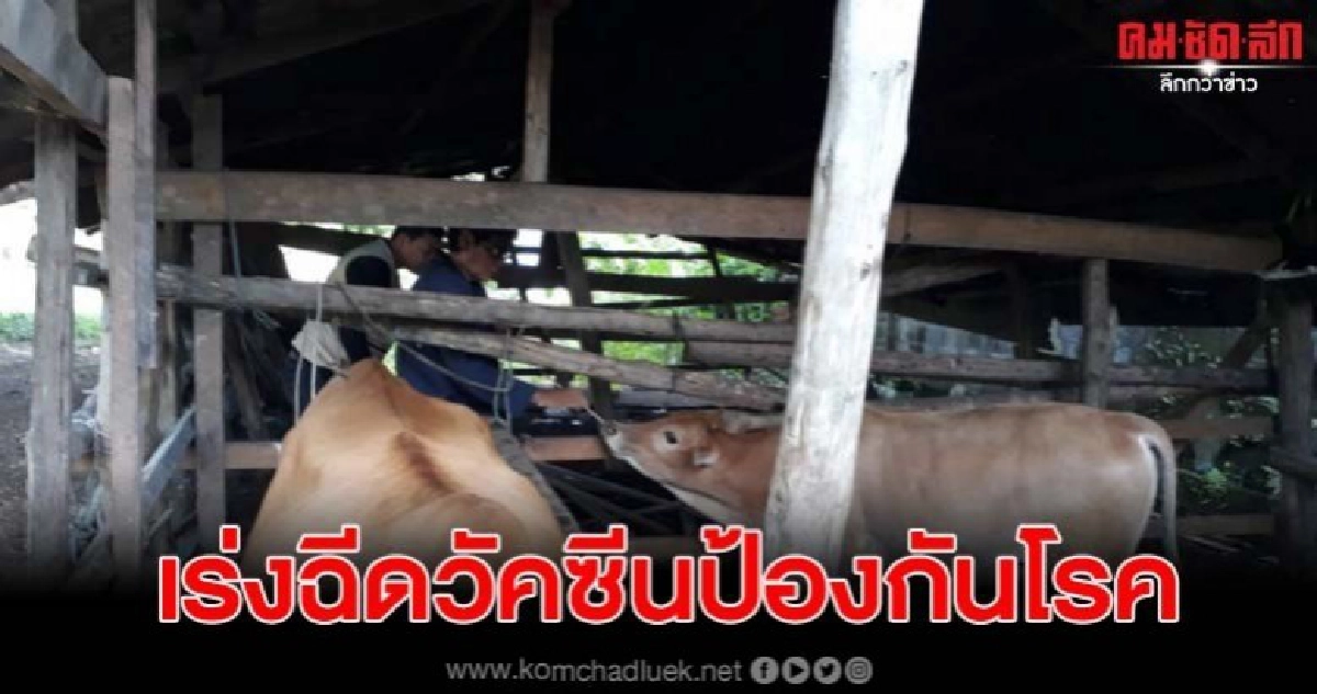 ปศุสัตว์เร่งฉีดวัคซีนป้องกันโรคปากเท้าเปื่อยให้กับวัว ปศุสัตว์เร่งฉีดวัคซีนป้องกันโรคปากเท้าเปื่อยให้กับวัว