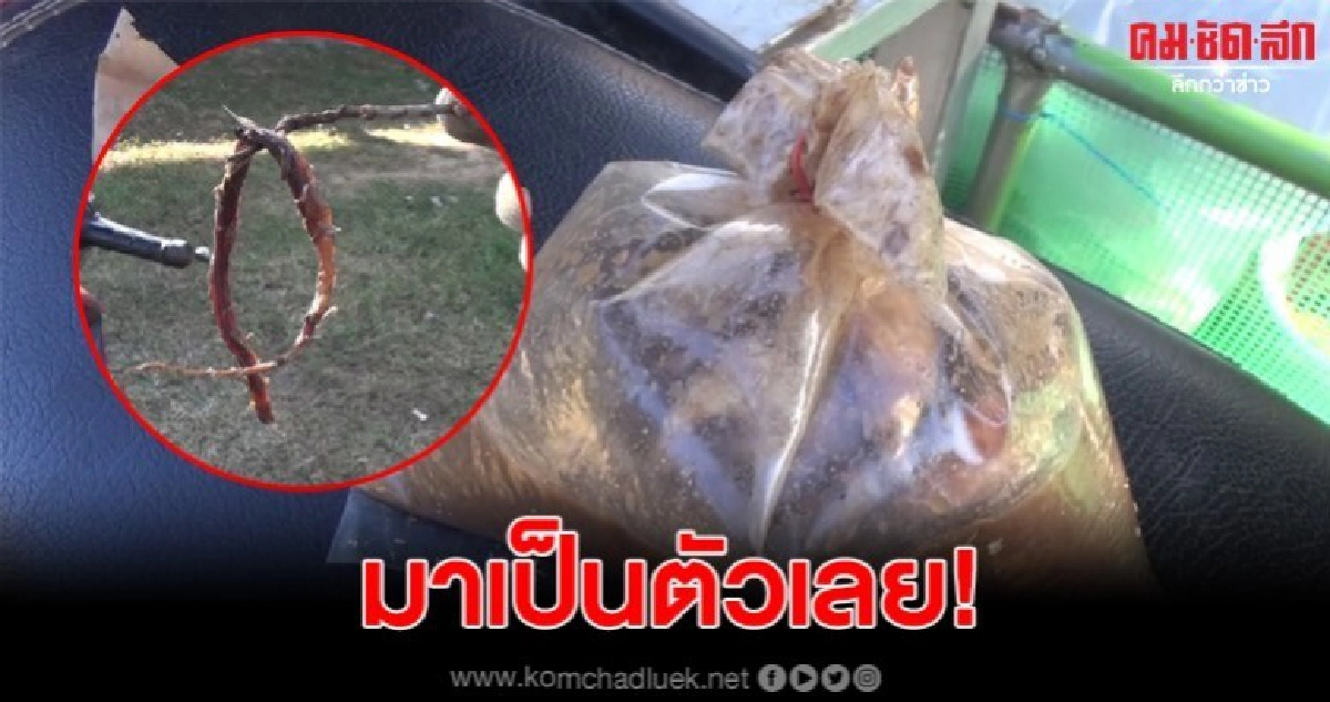 หนุ่มซื้อปลาร้าหวังใส่ส้มตำ ต้องชะงักเจองูเป็นตัวอยู่ในถุง หนุ่มซื้อปลาร้าหวังใส่ส้มตำ ต้องชะงักเจองูเป็นตัวอยู่ในถุง