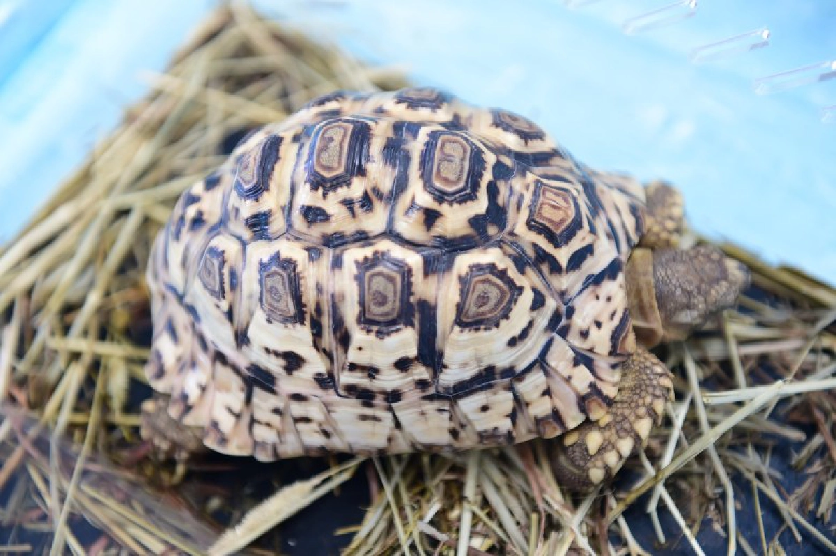 จัดใหญ่"มหกรรมสัตว์เลี้ยงแห่งประเทศไทย" ครั้งที่15