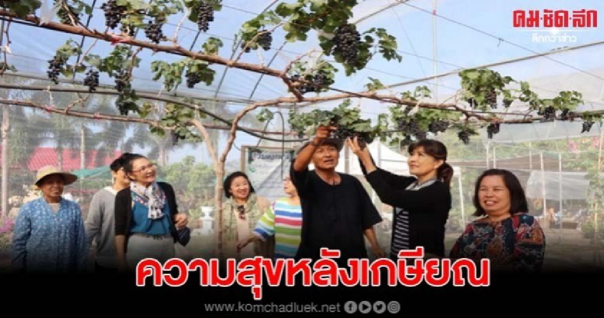 อดีตปลัดจังหวัดใช้ชีวิตหลังเกษียณปลุกองุ่นแก้เหงา อดีตปลัดจังหวัดใช้ชีวิตหลังเกษียณปลุกองุ่นแก้เหงา