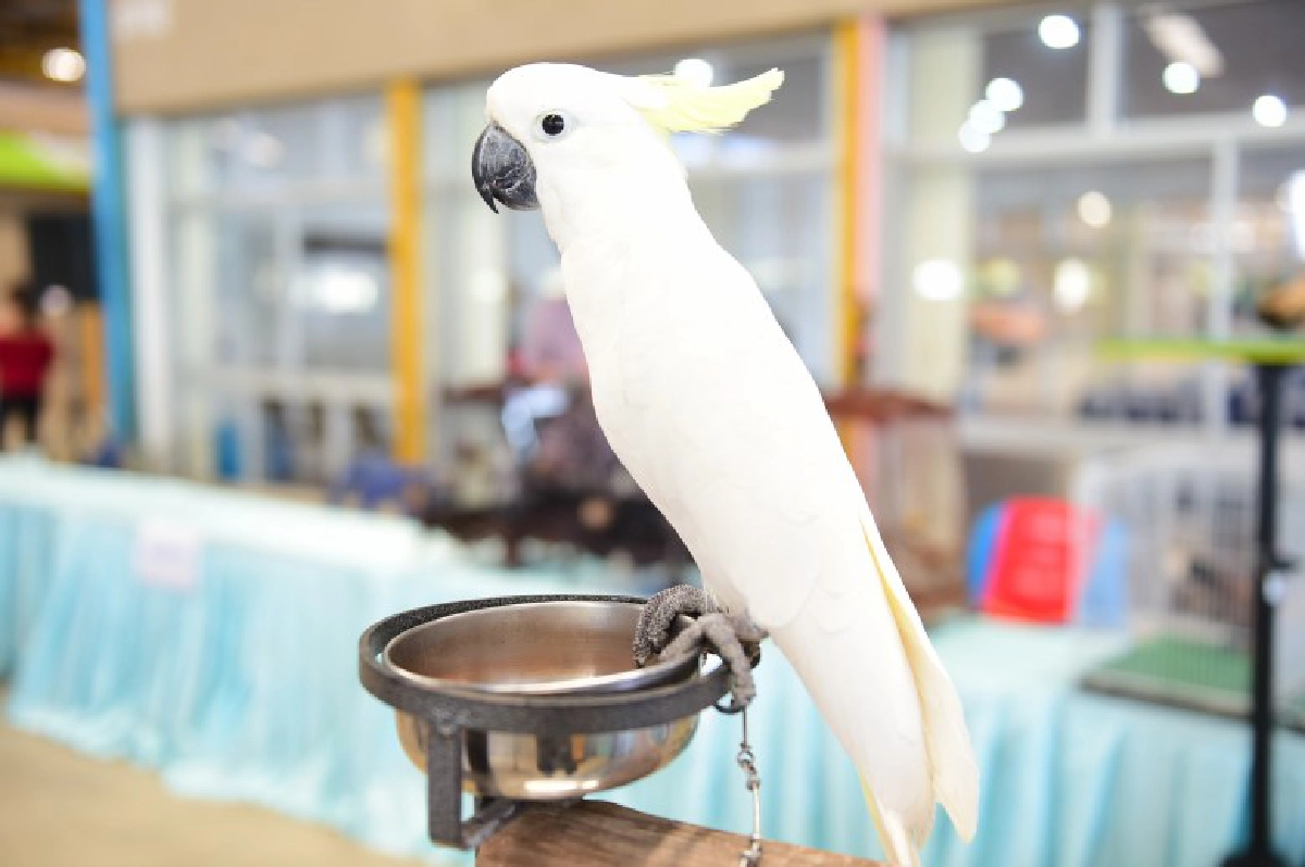 จัดใหญ่"มหกรรมสัตว์เลี้ยงแห่งประเทศไทย" ครั้งที่15